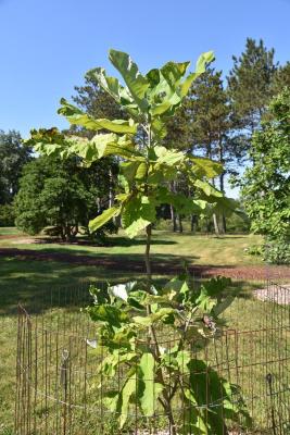 Magnolia macrophylla (Big-leaved Magnolia), habit, young
