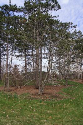 Magnolia macrophylla (Big-leaved Magnolia), habit, spring
