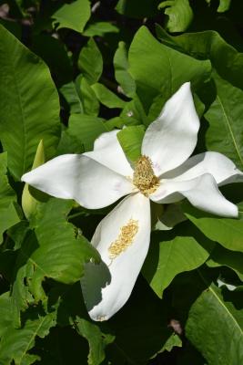 Magnolia macrophylla (Big-leaved Magnolia), flower, throat