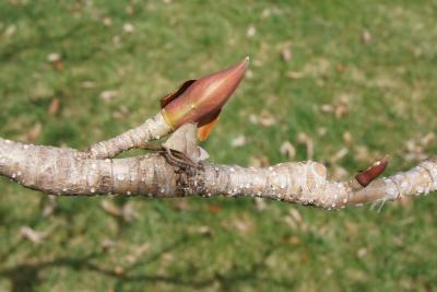 Magnolia officinalis var. biloba (Chinese Two-lobed Magnolia), bud, vegetative