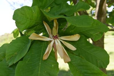 Magnolia obovata (Japanese White-barked Magnolia), flower, past