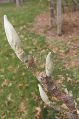 Magnolia macrophylla (Big-leaved Magnolia), bud, terminal