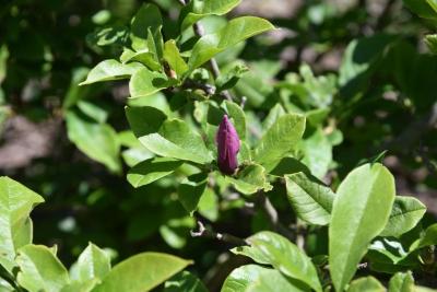 Magnolia liliflora (Purple Magnolia), bud, flower