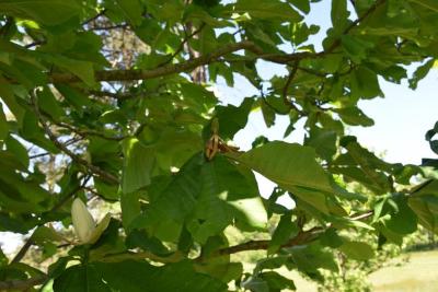 Magnolia obovata (Japanese White-barked Magnolia), fruit, immature