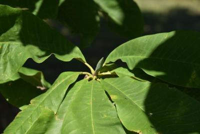 Magnolia obovata (Japanese White-barked Magnolia), bud, terminal