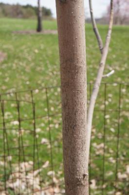 Magnolia macrophylla (Big-leaved Magnolia), bark, branch