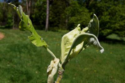 Magnolia macrophylla (Big-leaved Magnolia), leaf, spring