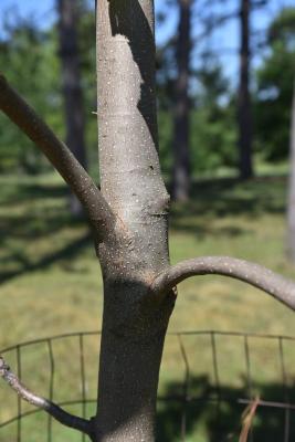 Magnolia obovata (Japanese White-barked Magnolia), bark, branch