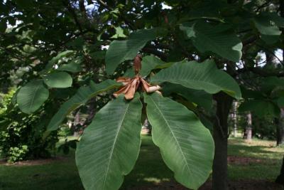 Magnolia obovata (Japanese White-barked Magnolia), leaf, summer