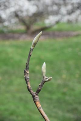 Magnolia macrophylla (Big-leaved Magnolia), bud, terminal