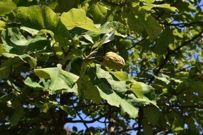 Magnolia macrophylla (Big-leaved Magnolia), fruit, immature