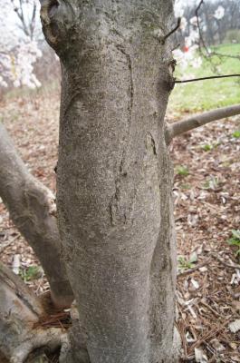 Magnolia stellata 'Rosea' (Pink Star Magnolia), bark, mature