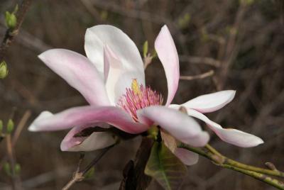 Magnolia sprengeri 'Diva' (Diva Sprenger's Magnolia), flower, side