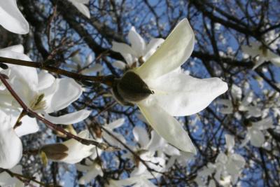 Magnolia salicifolia (Anise Magnolia), flower, side