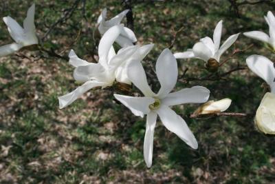 Magnolia salicifolia (Anise Magnolia), flower, full