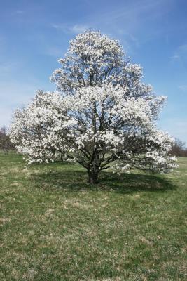 Magnolia salicifolia (Anise Magnolia), habit, spring