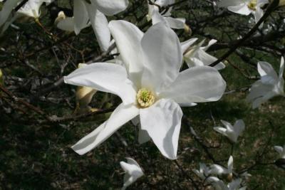 Magnolia salicifolia (Anise Magnolia), flower, throat