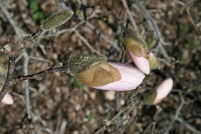 Magnolia stellata 'Rosea' (Pink Star Magnolia), flower, full