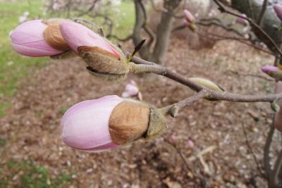 Magnolia stellata 'Rosea' (Pink Star Magnolia), bud, flower