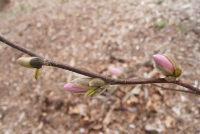 Magnolia stellata 'Rosea' (Pink Star Magnolia), bark, twig