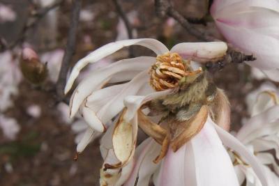 Magnolia stellata 'Rosea' (Pink Star Magnolia), flower, past