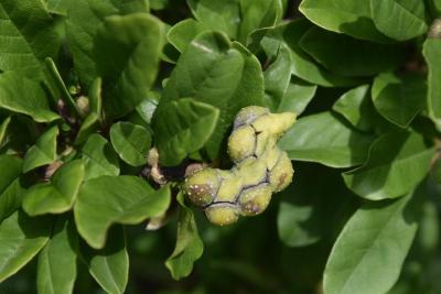 Magnolia stellata (Star Magnolia), fruit, immature