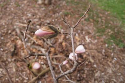 Magnolia stellata 'Rosea' (Pink Star Magnolia), bud, flower