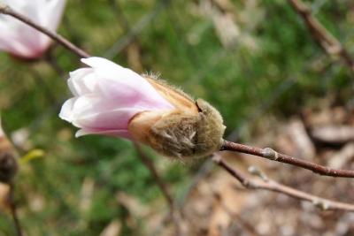 Magnolia stellata (Star Magnolia), bud, flower