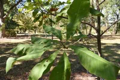 Magnolia tripetala (Umbrella Magnolia), leaf, mature