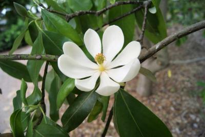 Magnolia virginiana (Sweetbay Magnolia), flower, throat