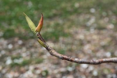 Magnolia tripetala (Umbrella Magnolia), bud, terminal