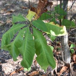 Magnolia tripetala (Umbrella Magnolia), leaf, fall
