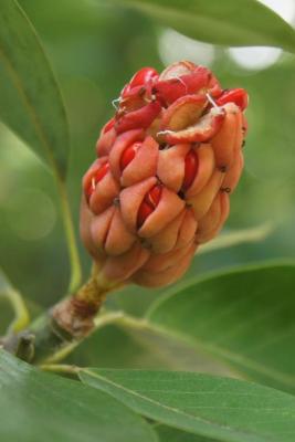 Magnolia virginiana (Sweetbay Magnolia), infructescence