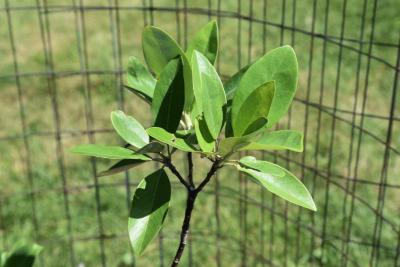 Magnolia virginiana 'Jim Wilson' (MOONGLOW® Sweetbay Magnolia), leaf, summer