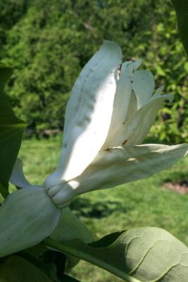 Magnolia tripetala (Umbrella Magnolia), flower, side