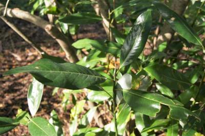 Magnolia virginiana (Sweetbay Magnolia), leaf, summer