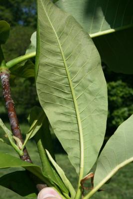 Magnolia tripetala (Umbrella Magnolia), leaf, lower surface