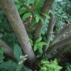 Magnolia virginiana (Sweetbay Magnolia), bark, mature