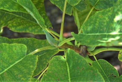 Magnolia tripetala (Umbrella Magnolia), bud, terminal