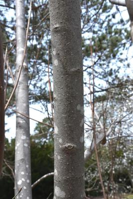 Magnolia tripetala (Umbrella Magnolia), bark, trunk