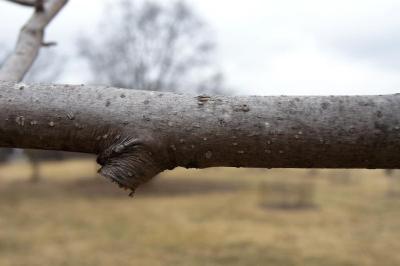 Magnolia tripetala (Umbrella Magnolia), bark, branch