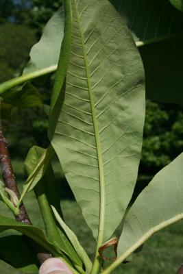 Magnolia tripetala (Umbrella Magnolia), leaf, lower surface