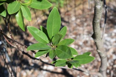 Magnolia virginiana 'Jim Wilson' (MOONGLOW® Sweetbay Magnolia), leaf, summer