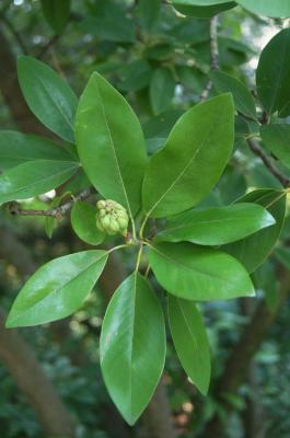 Magnolia virginiana (Sweetbay Magnolia), fruit, immature