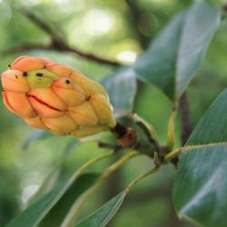Magnolia virginiana (Sweetbay Magnolia), infructescence