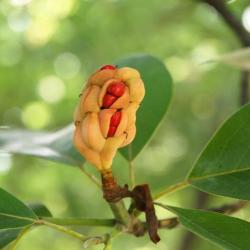 Magnolia virginiana (Sweetbay Magnolia), seed