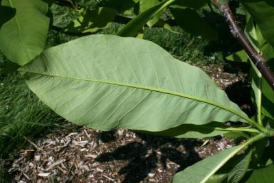 Magnolia tripetala 'Bloomfield seedling' (Umbrella Magnolia), leaf, lower surface