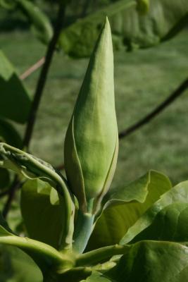 Magnolia tripetala (Umbrella Magnolia), bud, flower