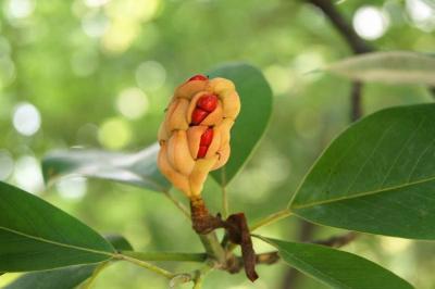 Magnolia virginiana (Sweetbay Magnolia), seed