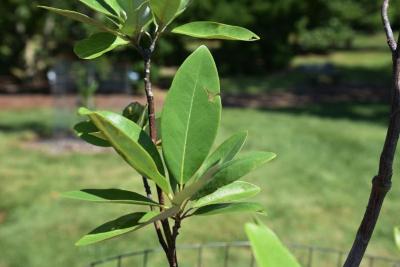 Magnolia virginiana 'Jim Wilson' (MOONGLOW® Sweetbay Magnolia), leaf, upper surface